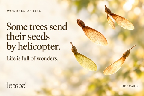 Home - new 7 Tea Spa Wonders of Life gift card showing translucent maple seeds in flight